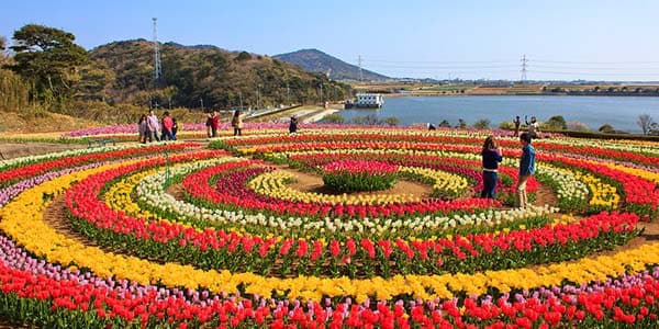 Tulip Festival 2026 Kashmir: Witness 1.8 Million Blooms in India’s Most Beautiful Festival