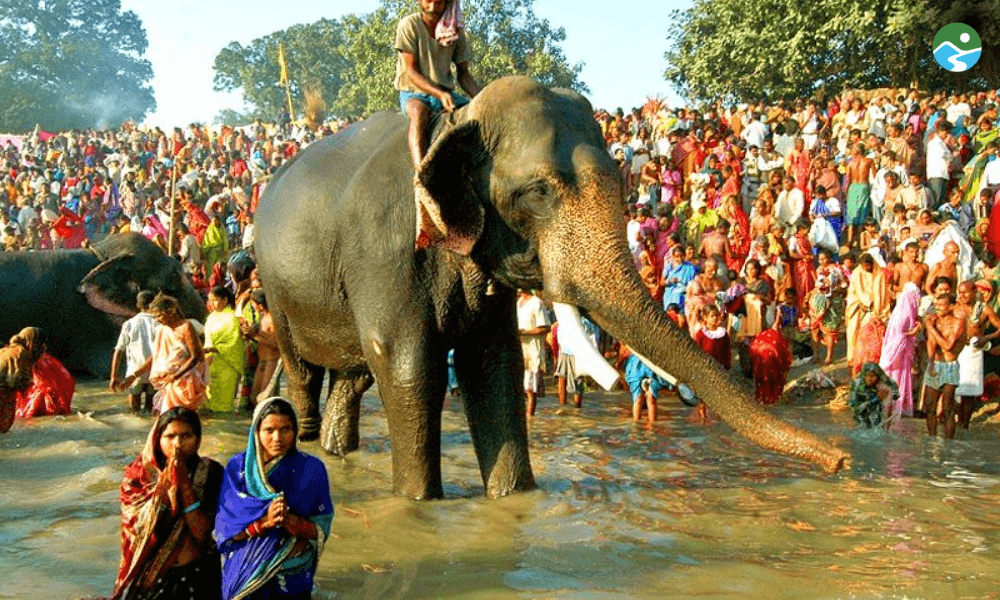 Asia’s Biggest Cattle Fair 2025 Starts in Sonepur: Explore the Trade & Culture